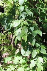 Carpinus cordata