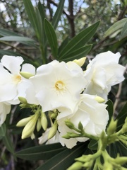 Nerium oleander