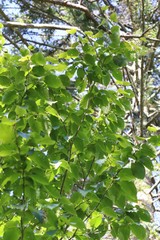 Carpinus cordata