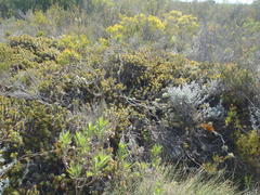 Cullumia carlinoides