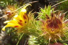 Cullumia carlinoides