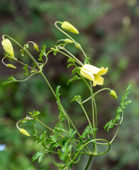 Clematis aethusifolia