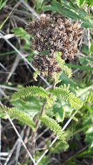 Achillea millefolium borealis