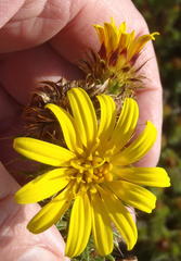 Cullumia carlinoides