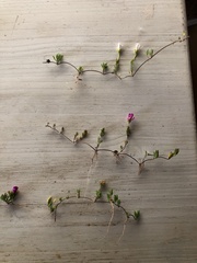 Drosanthemum intermedium