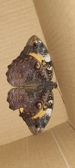 Opsiphanes invirae