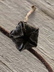 Drosanthemum intermedium