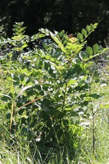 Fraxinus mandshurica