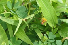 Geissaspis cristata tenella