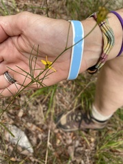 Threadleaf coreopsis