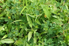 Geissaspis cristata tenella