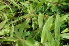 Geissaspis cristata tenella