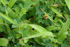 Geissaspis cristata tenella