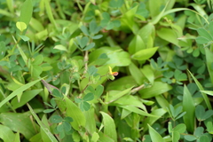 Geissaspis cristata tenella