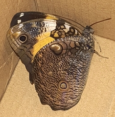 Opsiphanes invirae