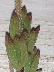 Drosanthemum intermedium