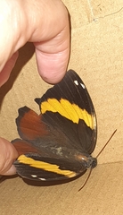 Opsiphanes invirae