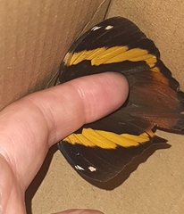 Opsiphanes invirae