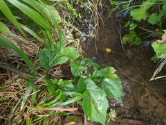 Heracleum sphondylium sibiricum