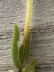 Drosanthemum intermedium