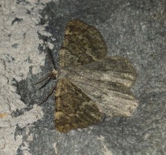 Gnophini
