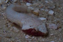 Apletodon pellegrini
