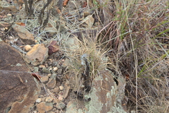 Oplurus cyclurus