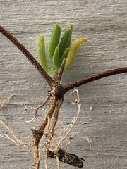 Drosanthemum intermedium