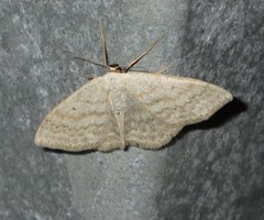 Scopula incanata