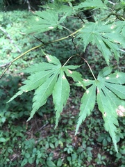 Acer palmatum