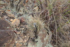 Oplurus cyclurus
