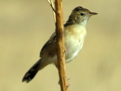 Cisticola juncidis terrestris