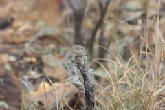 Oplurus cyclurus