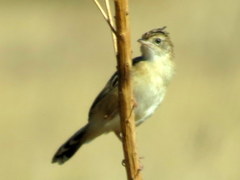 Cisticola juncidis terrestris