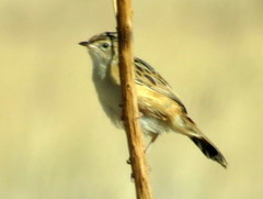 Cisticola juncidis terrestris