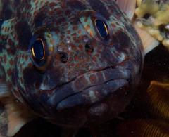 Acanthistius sebastoides