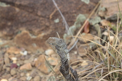 Oplurus cyclurus