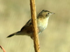 Cisticola juncidis terrestris