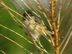 Cisticola juncidis terrestris