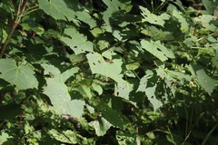 Acer tegmentosum