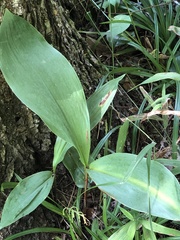 Galearis spectabilis