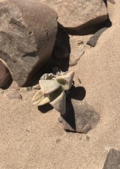 Juttadinteria albata