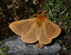 Lemonia taraxaci