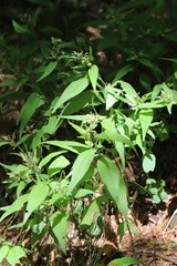 Melampyrum setaceum