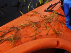 Potamogeton zosteriformis