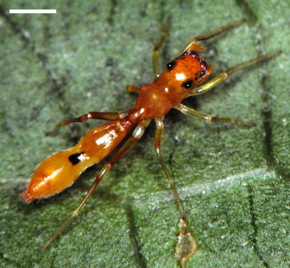 Synemosyna petrunkevitchi
