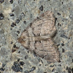 Thera cognata