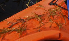 Potamogeton zosteriformis