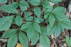 Fraxinus mandshurica