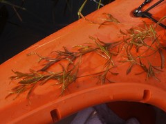 Potamogeton zosteriformis